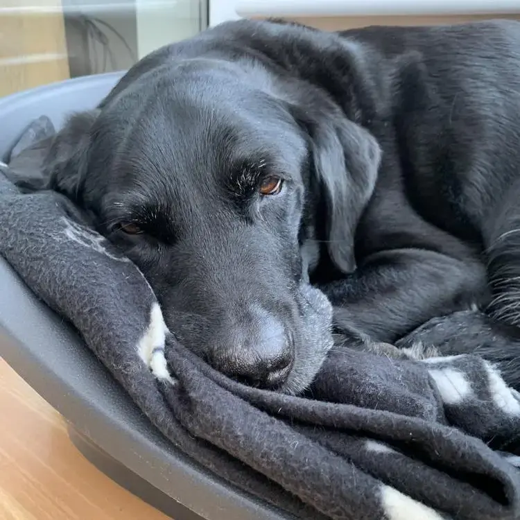 Labrador Retriever