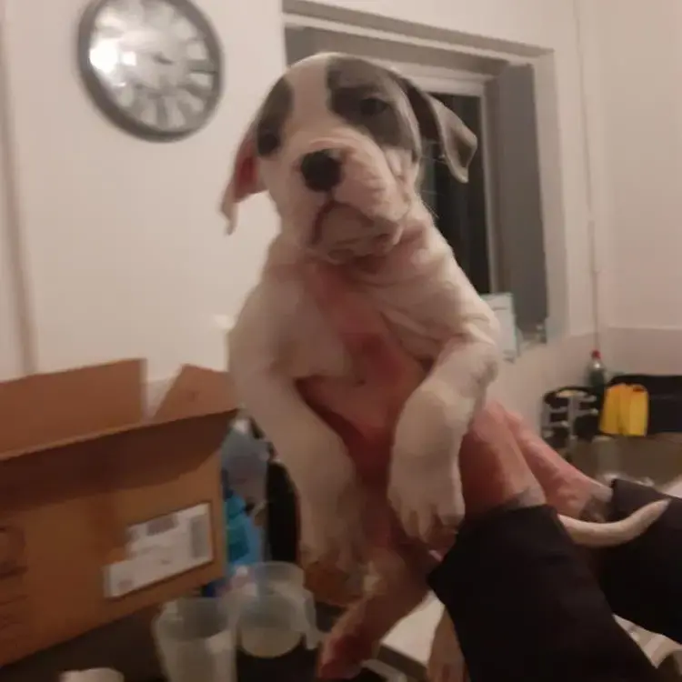 Bull Terrier