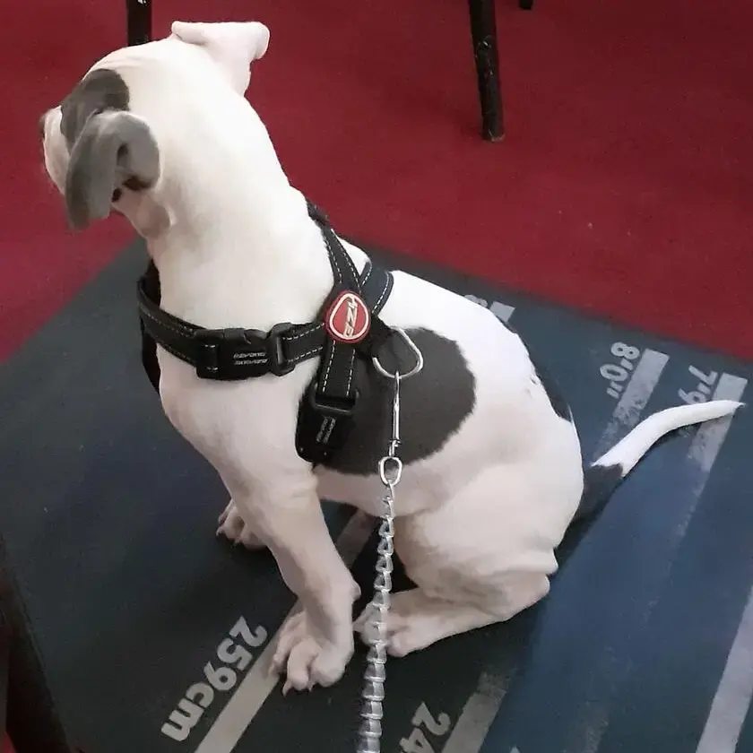 Bull Terrier