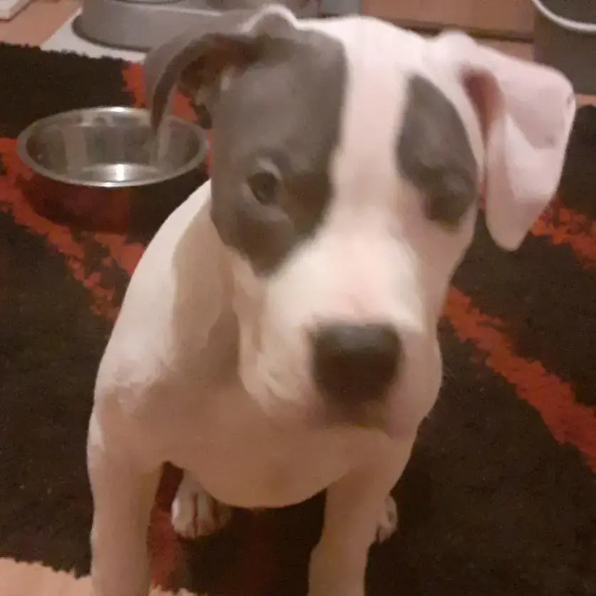 Bull Terrier