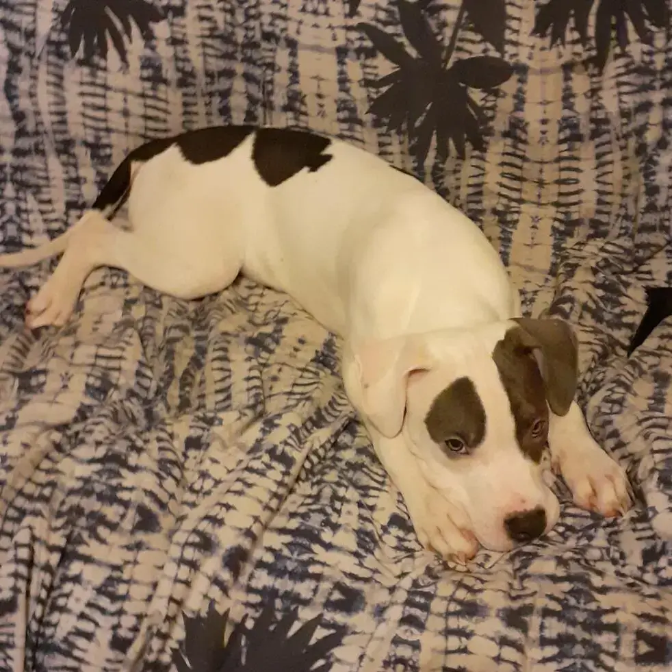 Bull Terrier