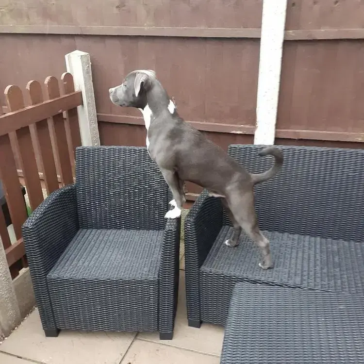 Bull Terrier