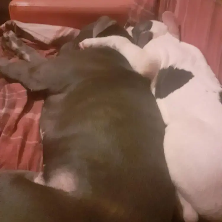 Bull Terrier