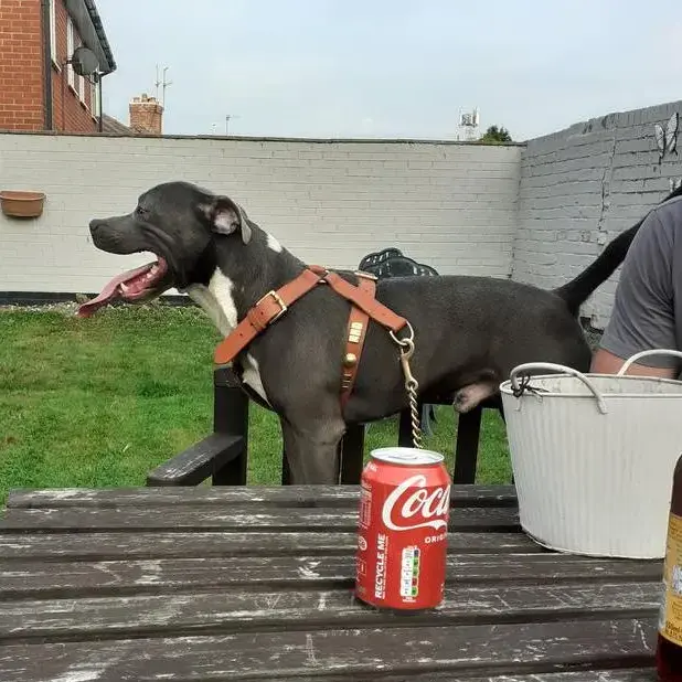 Bull Terrier