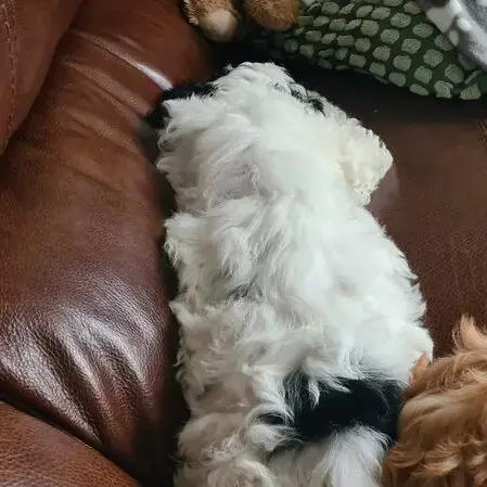 Cocker Spaniel (English)