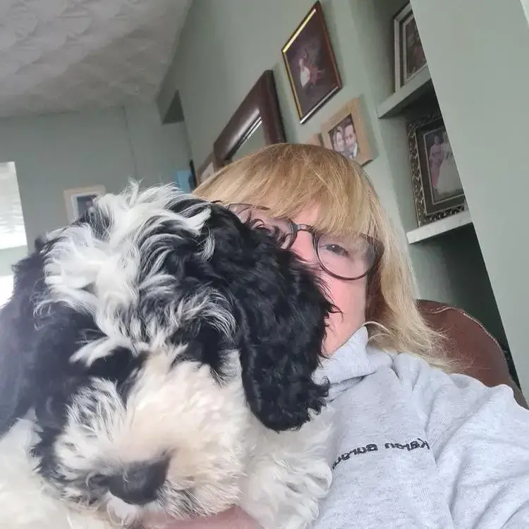 Cocker Spaniel (English)