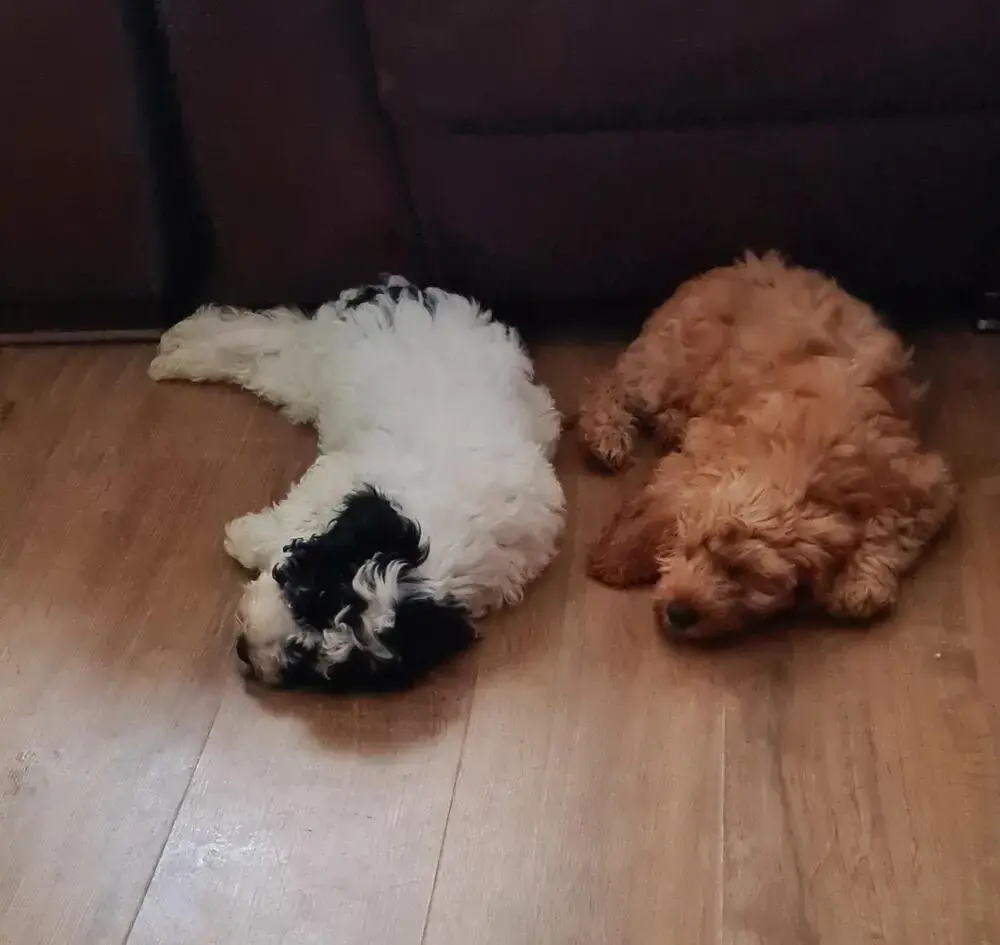 Cocker Spaniel (English)
