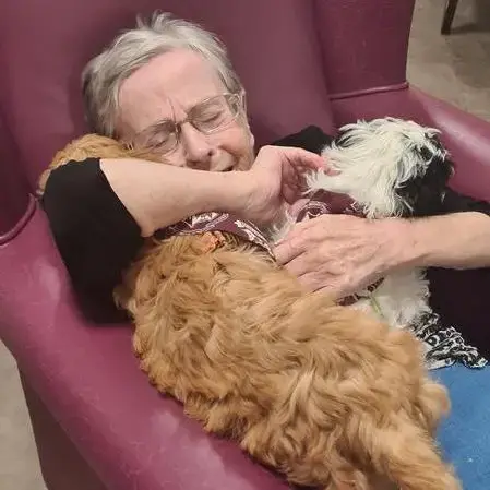 Cocker Spaniel (English)