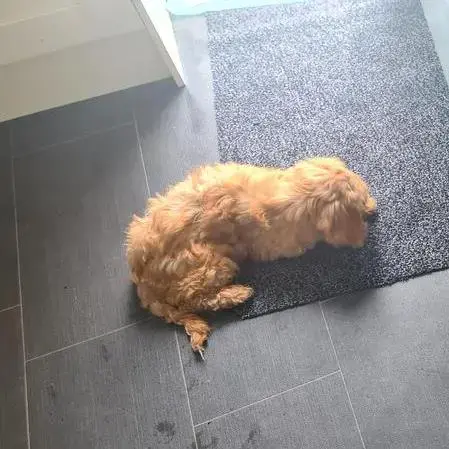 Cocker Spaniel (English)