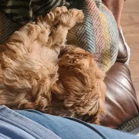 Cocker Spaniel (English)
