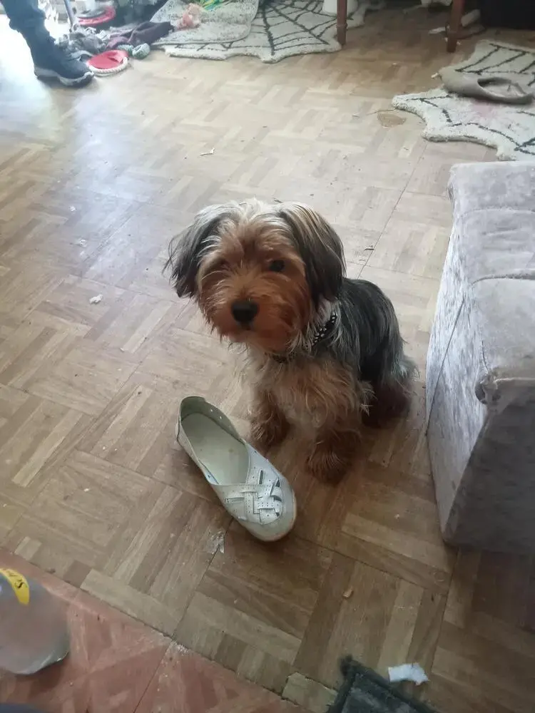 Yorkshire Terrier