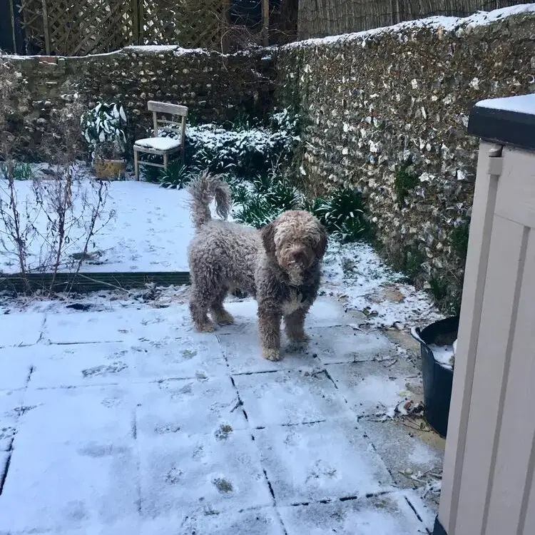 Spanish Water Dog