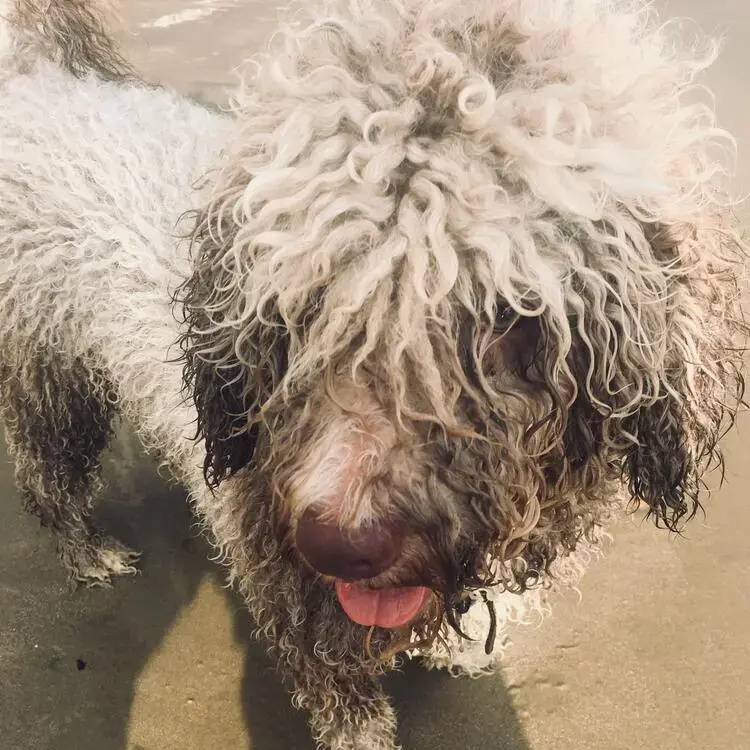 Spanish Water Dog