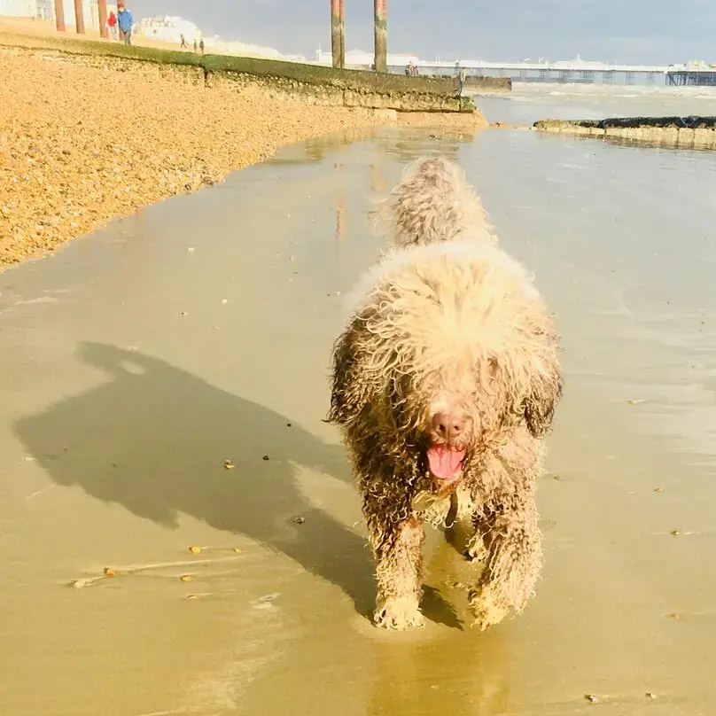 Spanish Water Dog