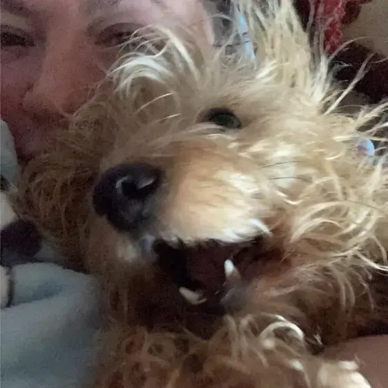 Dachshund (Miniature Wire-Haired)