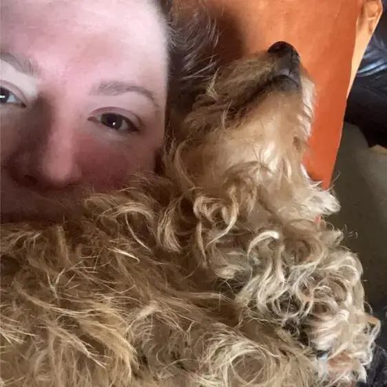 Dachshund (Miniature Wire-Haired)