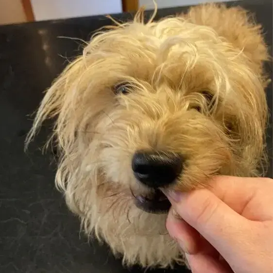 Dachshund (Miniature Wire-Haired)