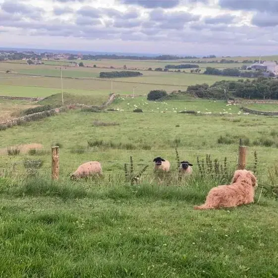 Dachshund (Miniature Wire-Haired)