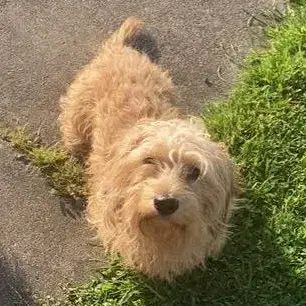 Dachshund (Miniature Wire-Haired)