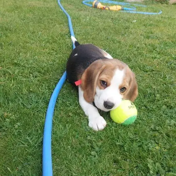 Beagle