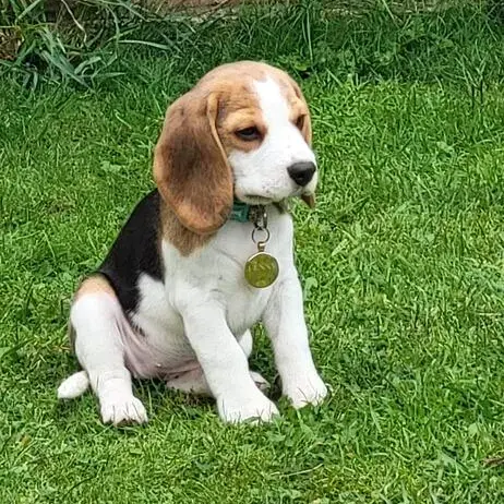 Beagle