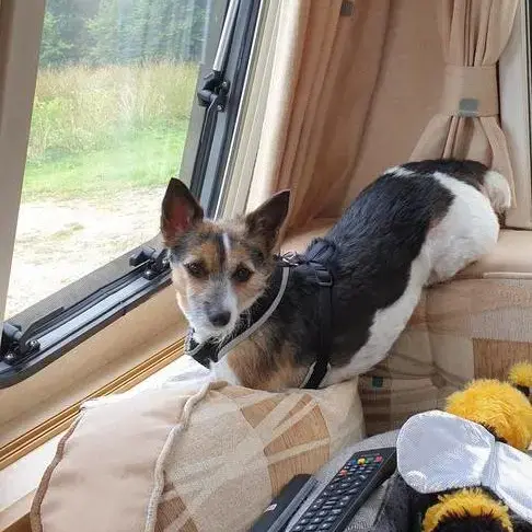 Jack Russell Terrier