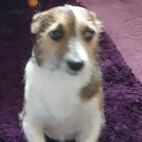 Jack Russell Terrier