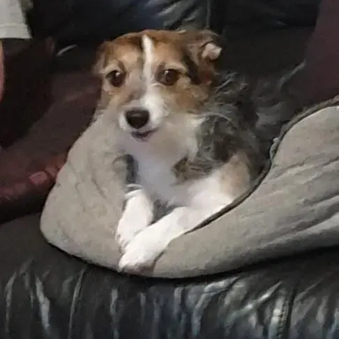 Jack Russell Terrier