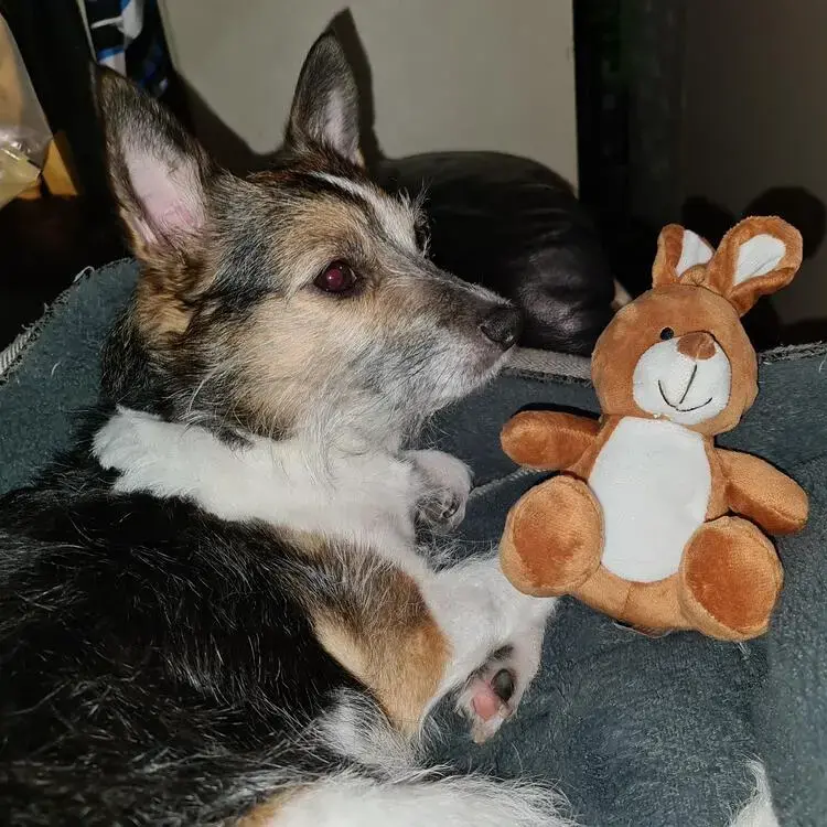 Jack Russell Terrier