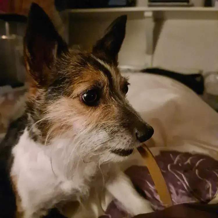 Jack Russell Terrier