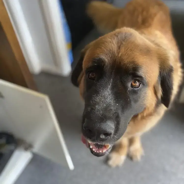 St. Bernard