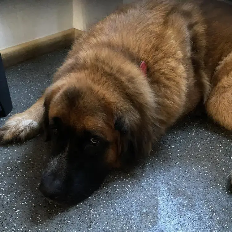 St. Bernard