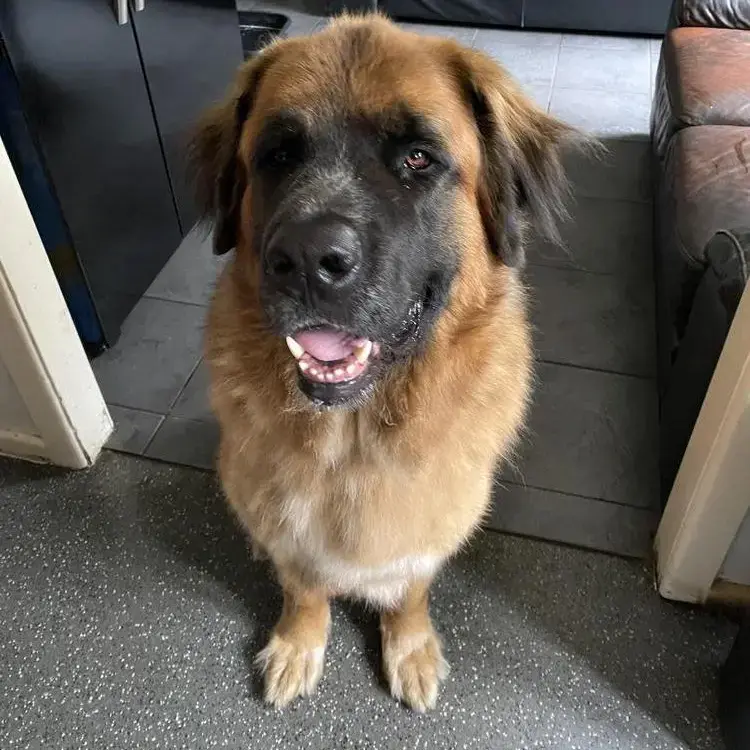St. Bernard