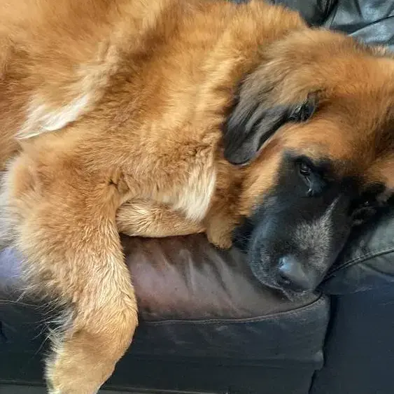 St. Bernard