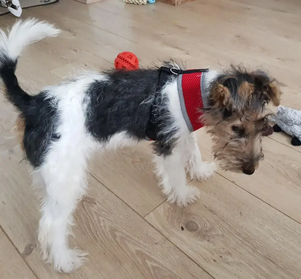Fox Terrier Wire Coat