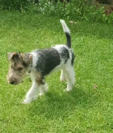 Fox Terrier Wire Coat