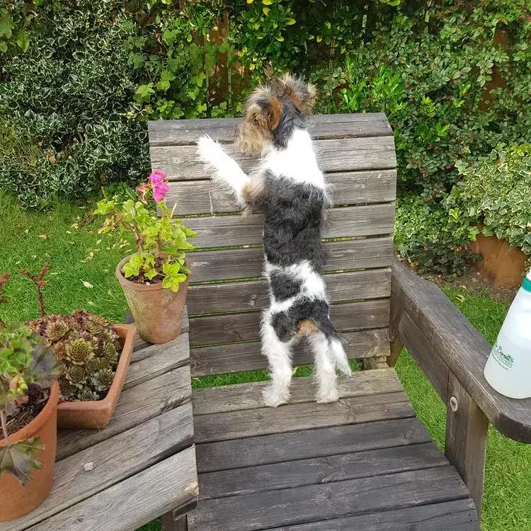 Fox Terrier Wire Coat