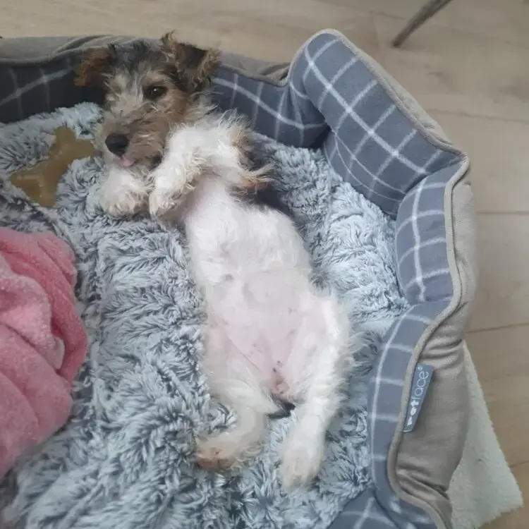 Fox Terrier Wire Coat