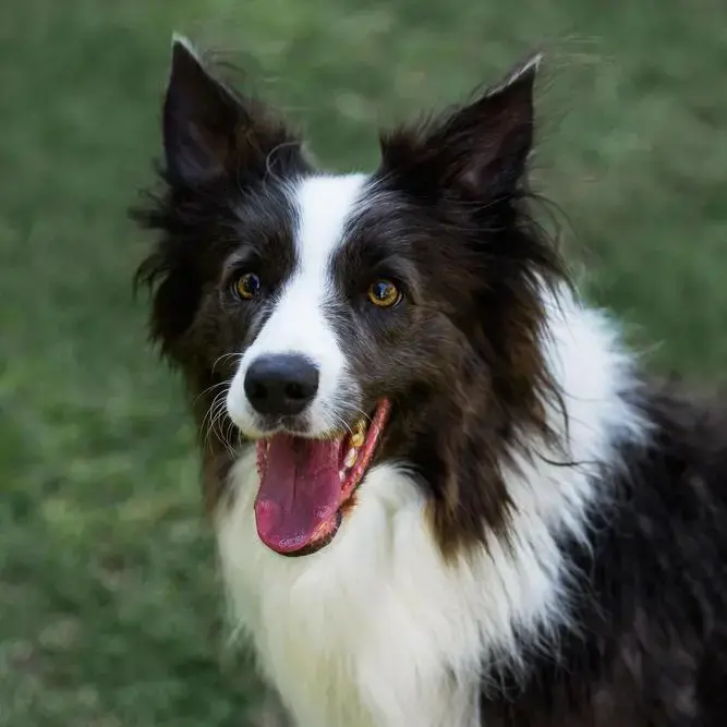 Border Collie