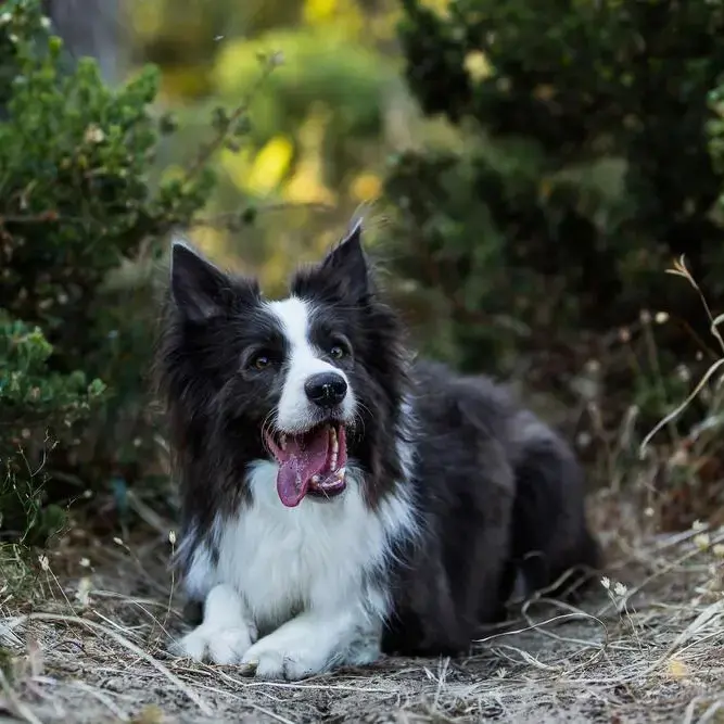 Border Collie