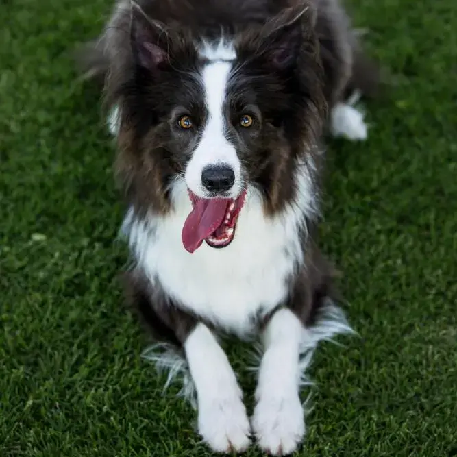 Border Collie
