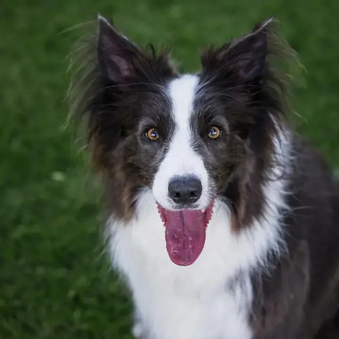Border Collie