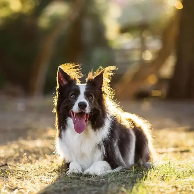 Border Collie