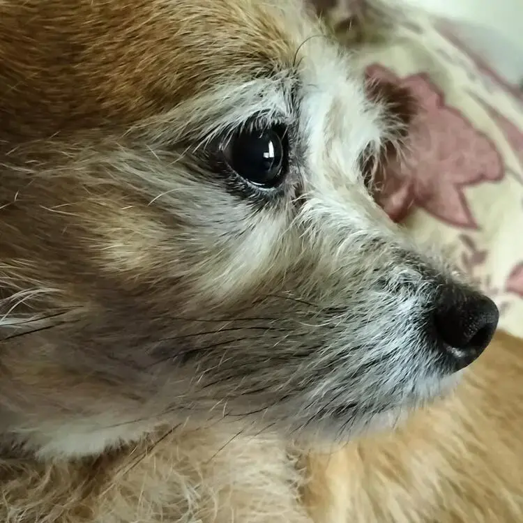 Jack Russell Terrier