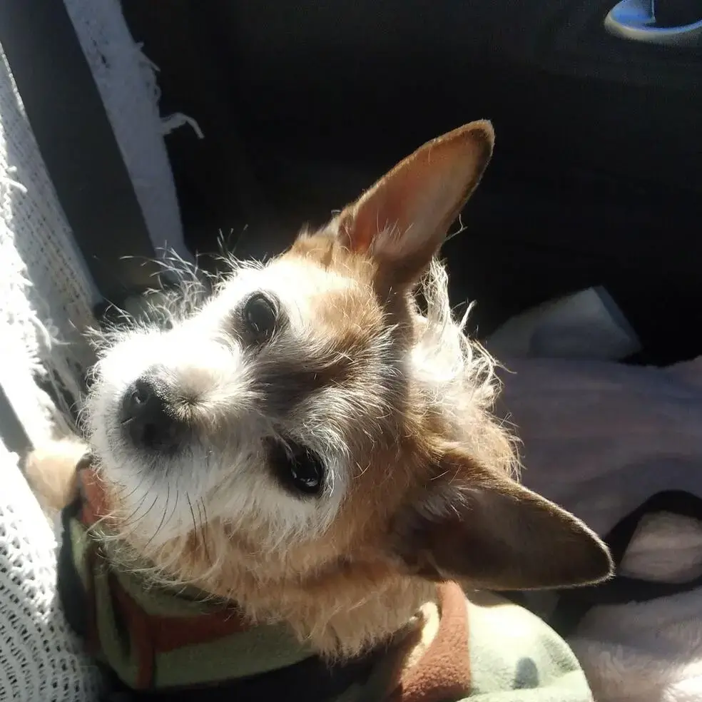 Jack Russell Terrier