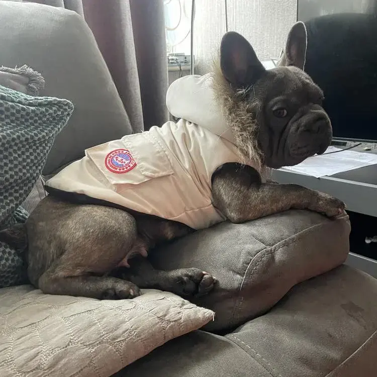 French Bulldog