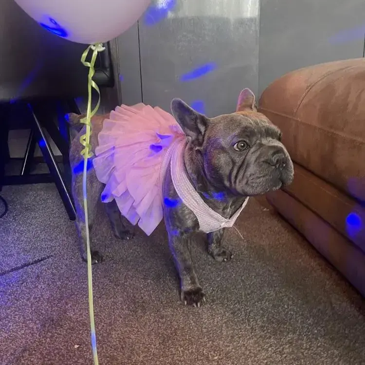 French Bulldog