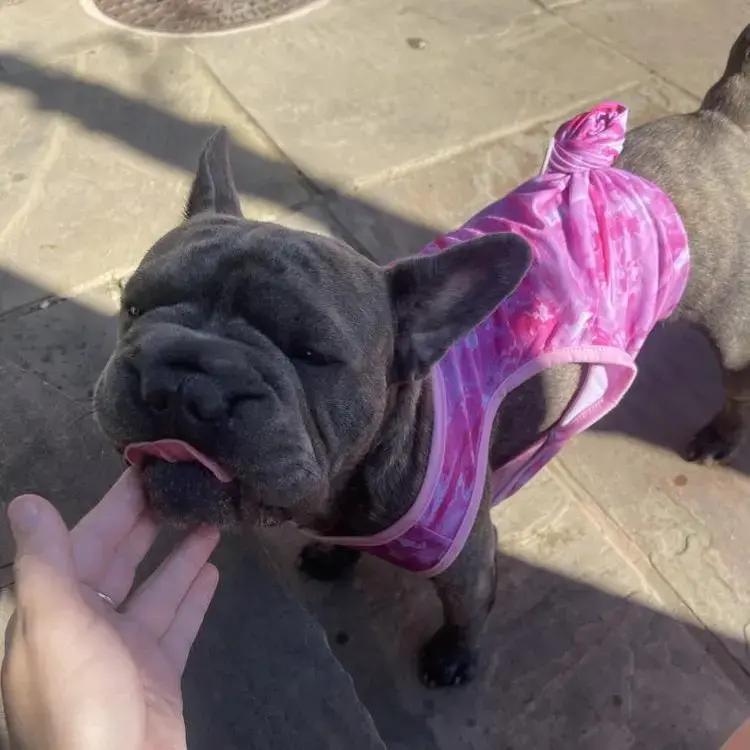 French Bulldog