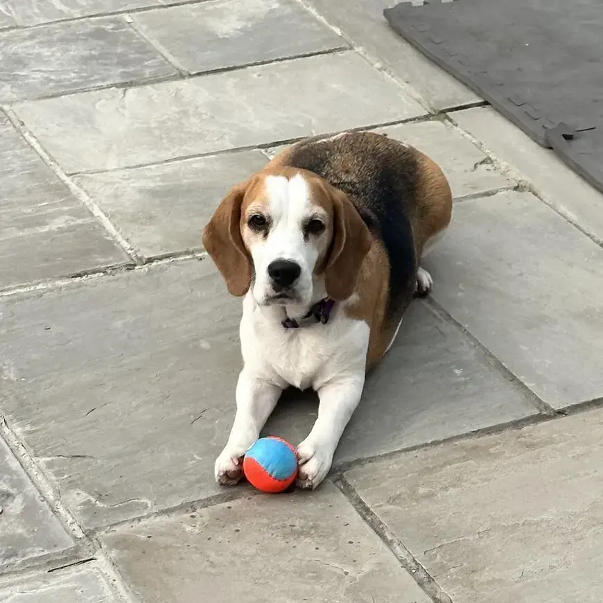 Beagle