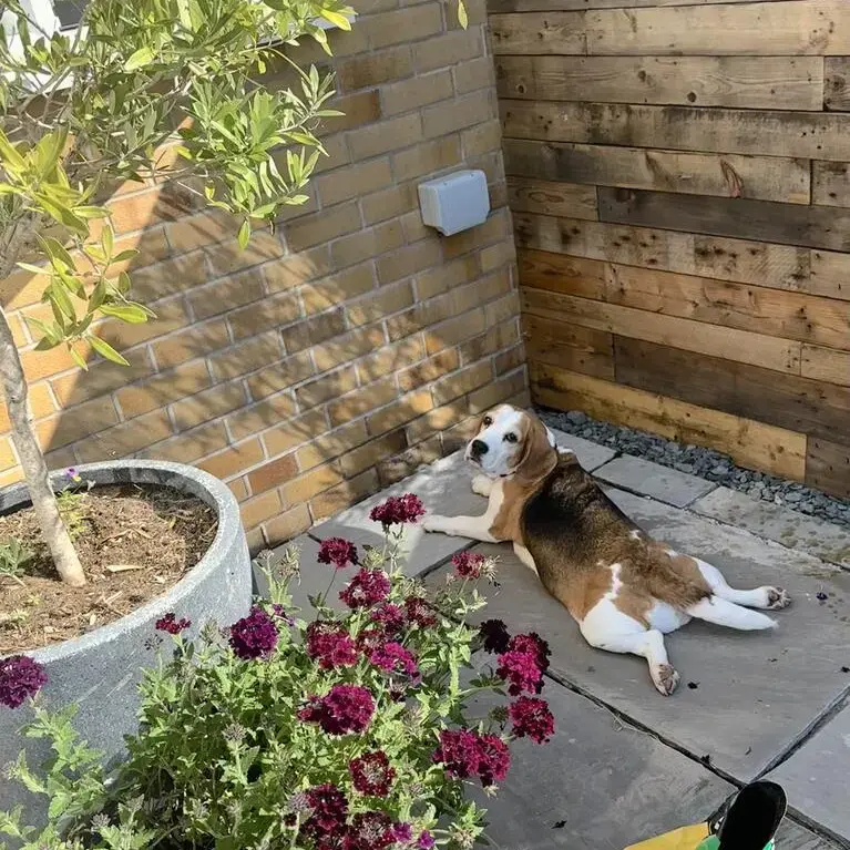 Beagle